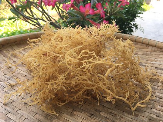 Rong sụn khô ÔNG THẮNG (loại giòn) - 100G
