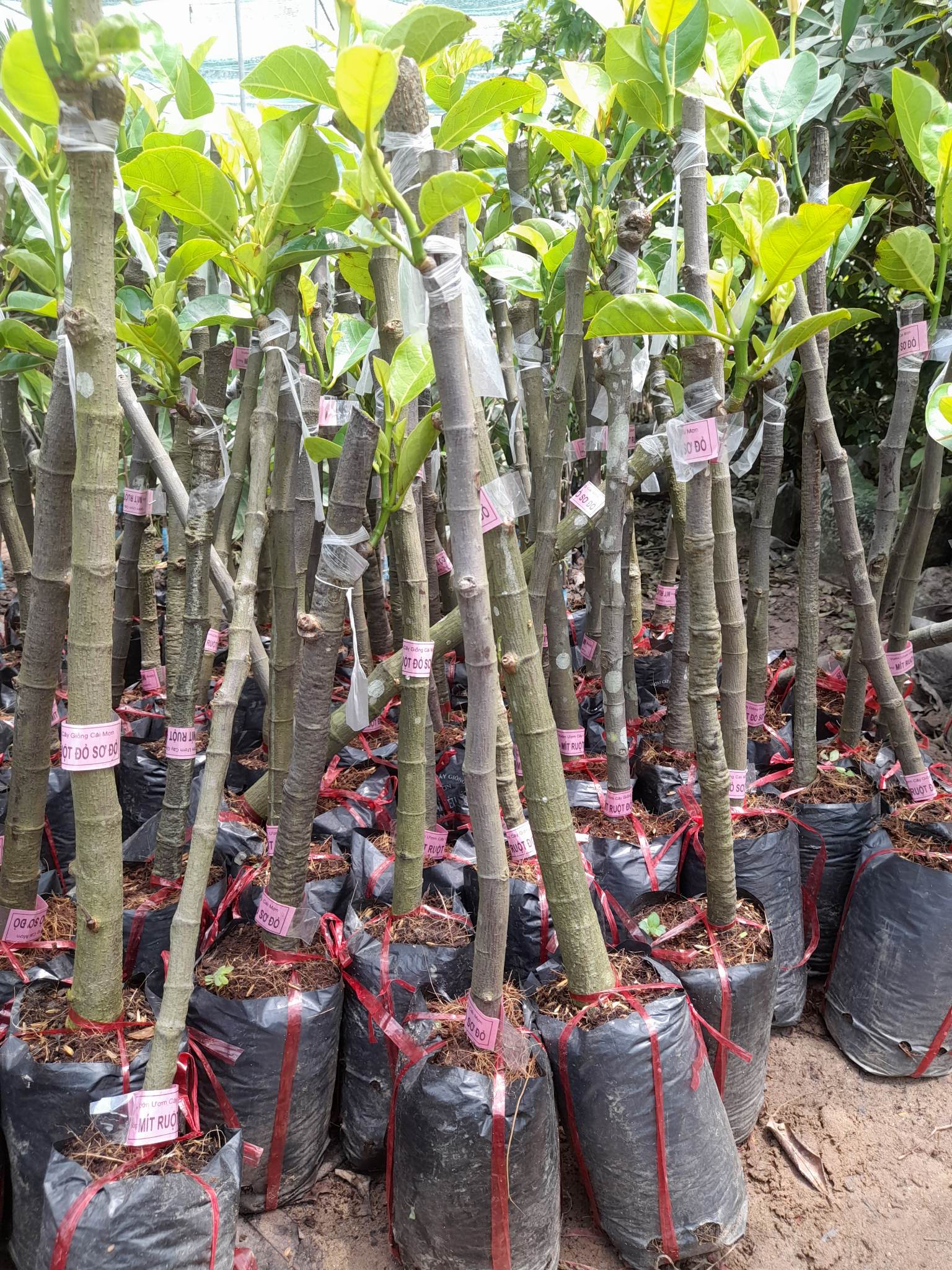 Giống Mít Ruột Đỏ Sơ Đỏ-Cây Ăn Trái+Tặng kèm phân bón