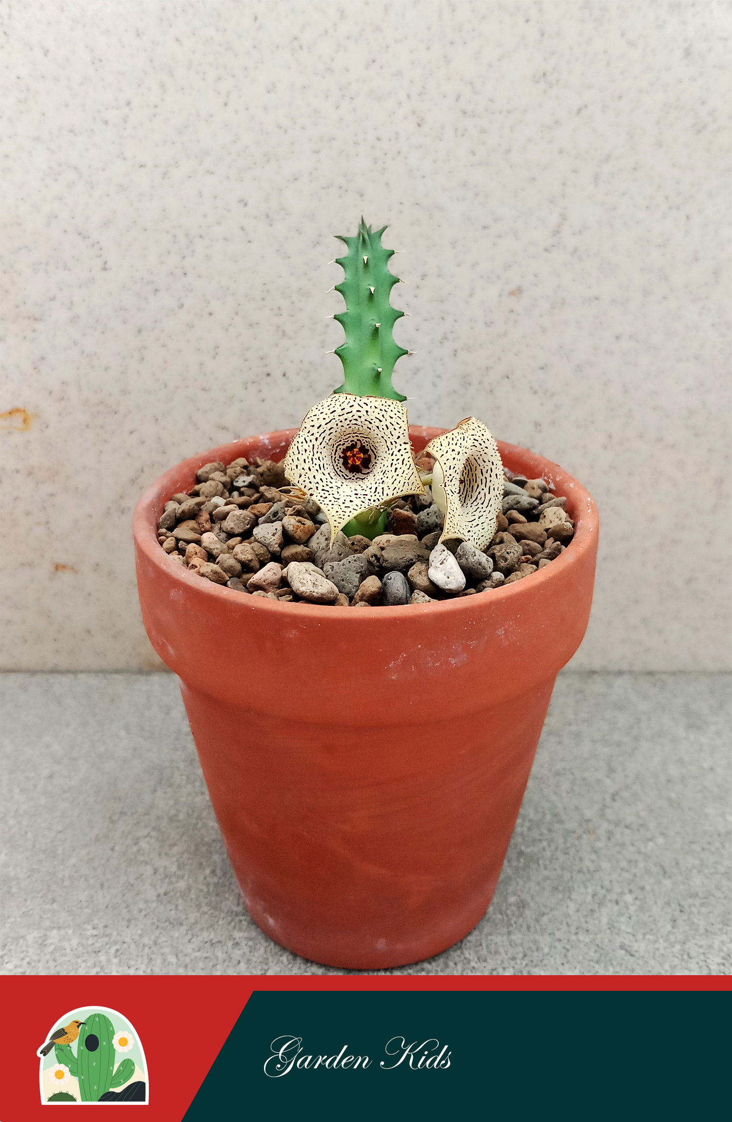 Xương rồng sao biển hoa chấm bi (Huernia Herrei)