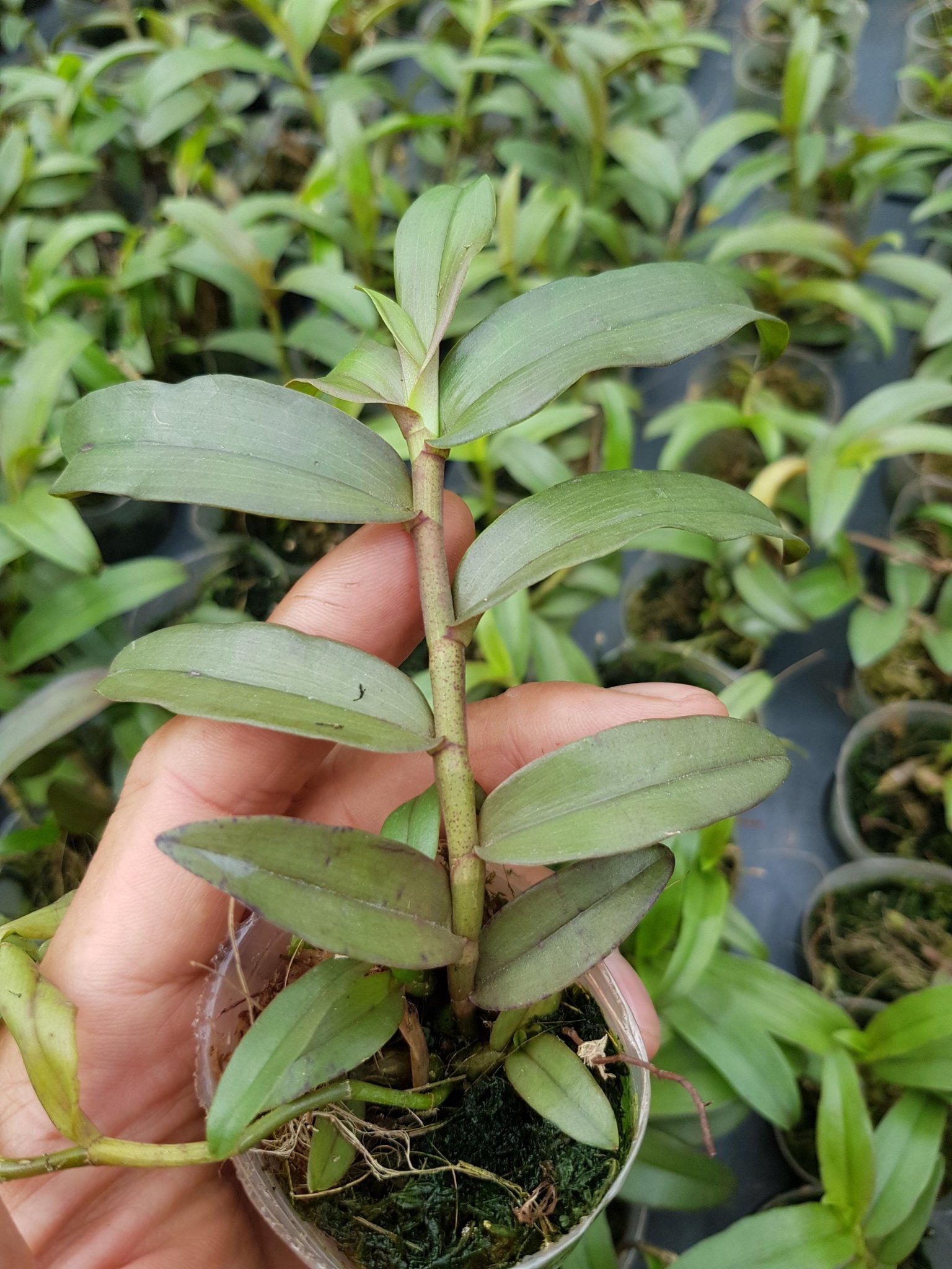 [Giá hủy diệt] phi điệp mắt đỏ tân lạc hòa bình rất đẹp mắt