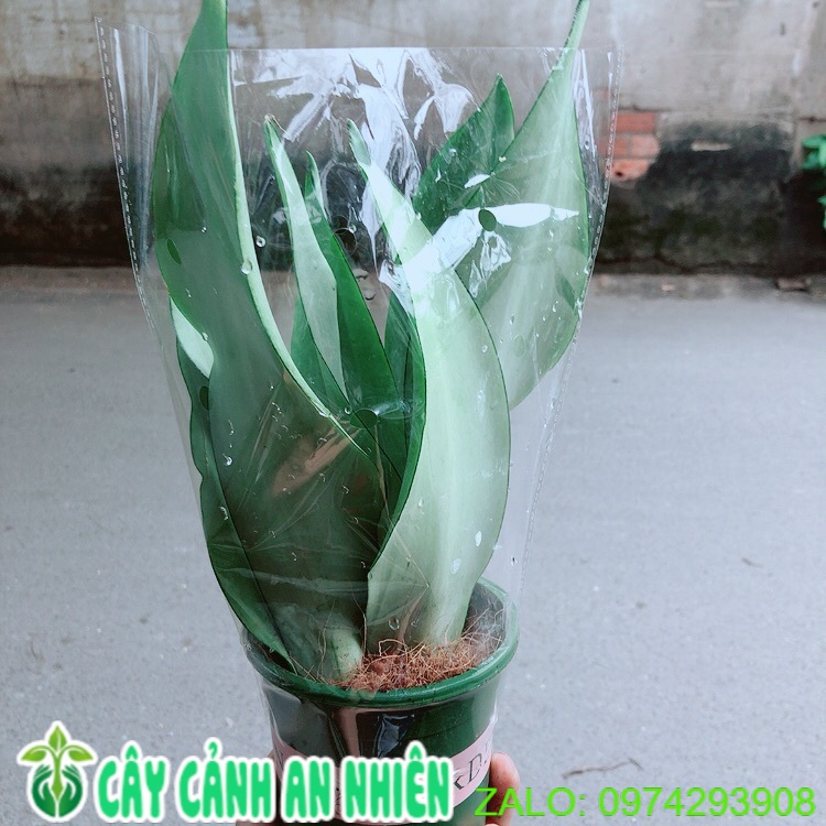 [HCM]Cây Lưỡi Hổ Bạc
