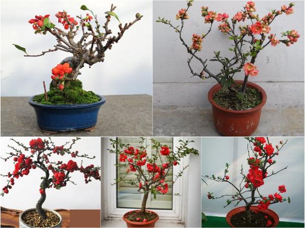 Mai Đỏ bonsai TỨ QUÝ