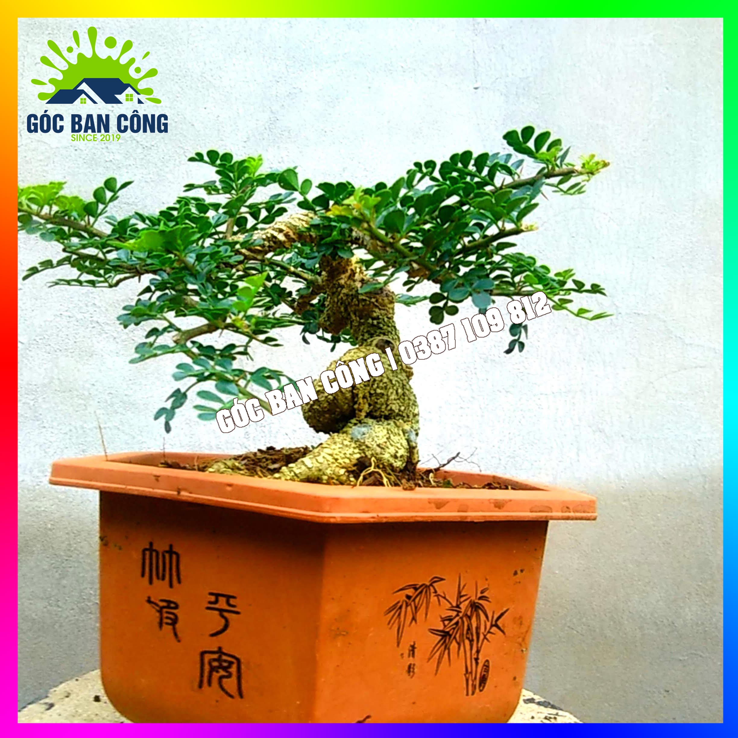 Cây Cần Thăng Bonsai Mini - CTHBS03