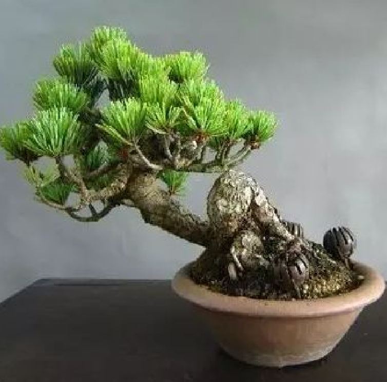 Hạt giống cây tùng la hán -  1 gói 10 hạt