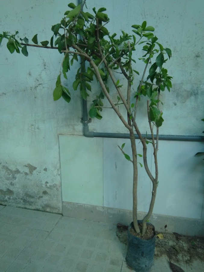 Cây sơ ri- chiều cao khoảng 1m