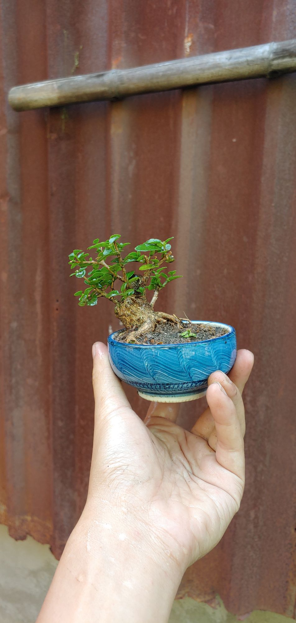 Sam hương mini gốc cỡ ngón tay