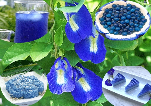 Hoa đậu biếc CQ 50g TP
