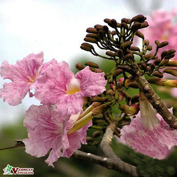 Cây giống cây kèn hồng - hoa siêu đẹp chuẩn giống