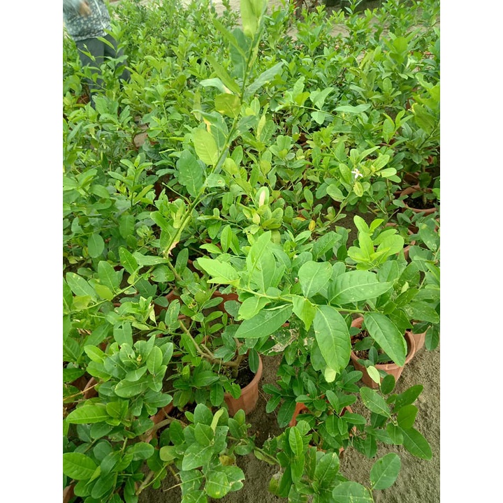 Cây chanh vàng mỹ cao 30-50CM