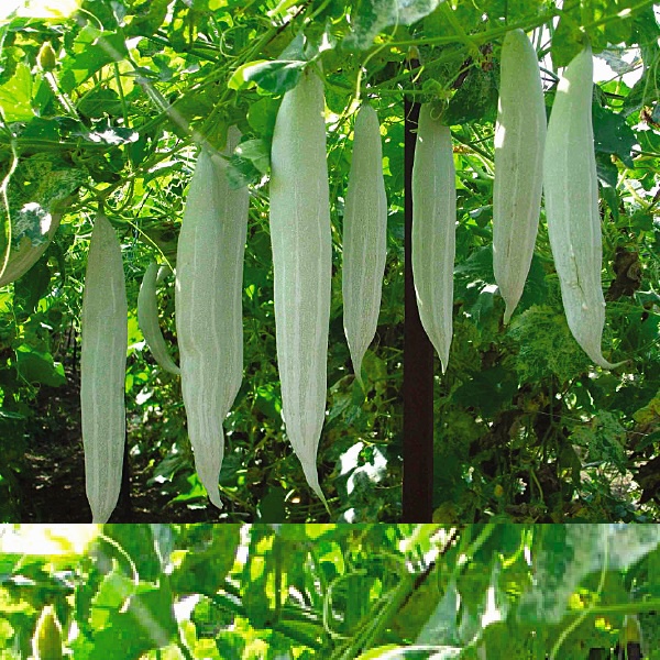 Hạt giống khổ qua tây ( Khổ qua tây trắng ) - Gói 2gram
