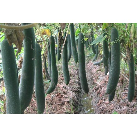 Bí đao sấy lạnh 100g