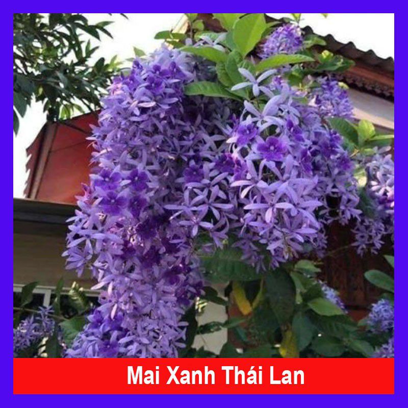 Cây hoa mai xanh thái