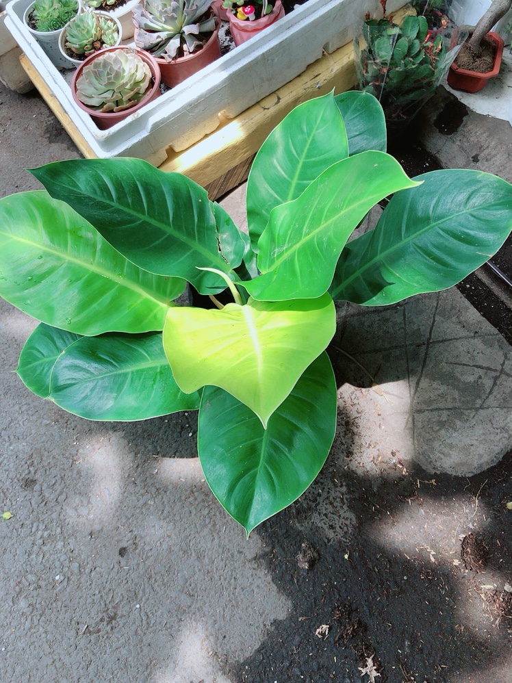 Trầu Bà Đế Vương Vàng