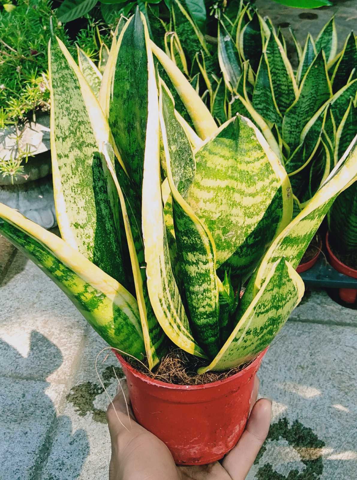 Cây lưỡi hổ để bàn chậu nhựa (3 cây/chậu)