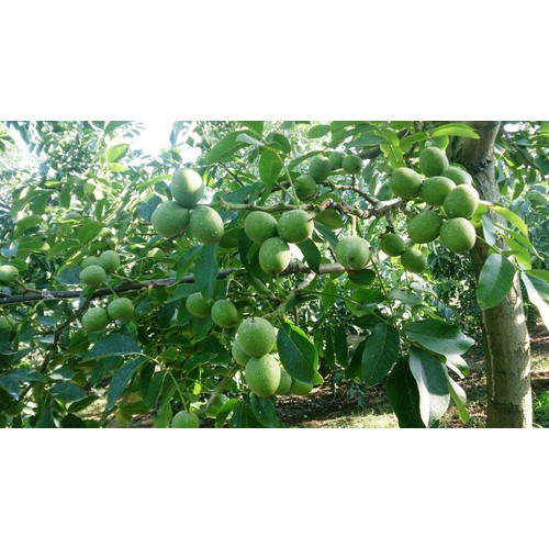 Cây óc chó+ (500g) phân thỏ hữu cơ