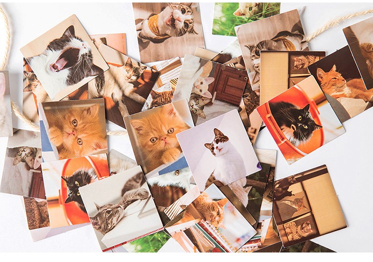 Hộp 45 stickers hình mèo