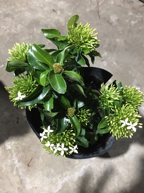 Hoa mẫu đơn màu trắng siêu hoa