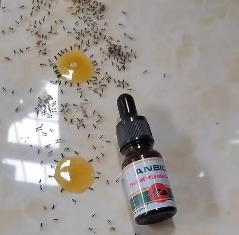 Thuốc diệt kiến gián sinh học anbio chai 10ml xuất xứ việt nam