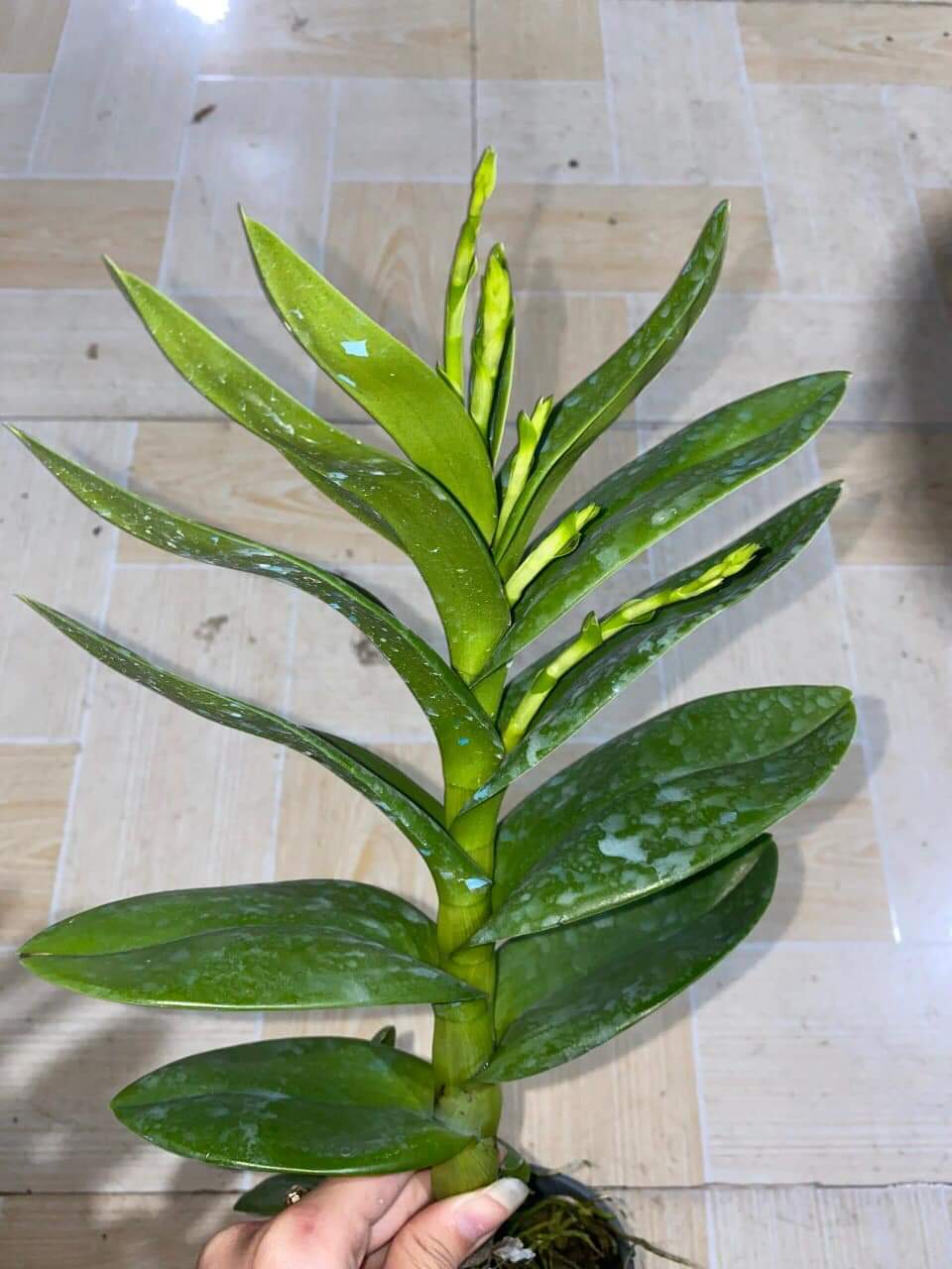 denro Burana Sunshine