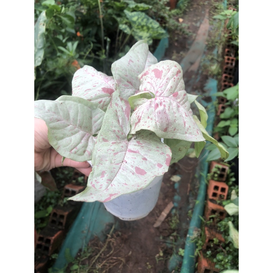 Cây kiểng lá tróc bạc đốm hồng - Syngonium Confetti Milk chậu nhỏ
