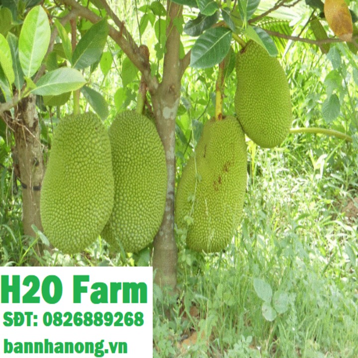 Cây mít thái lùn siêu sớm quả