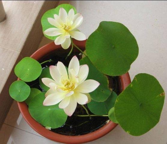 Hạt Giống Sen Mini Nhật gói 5 hạt