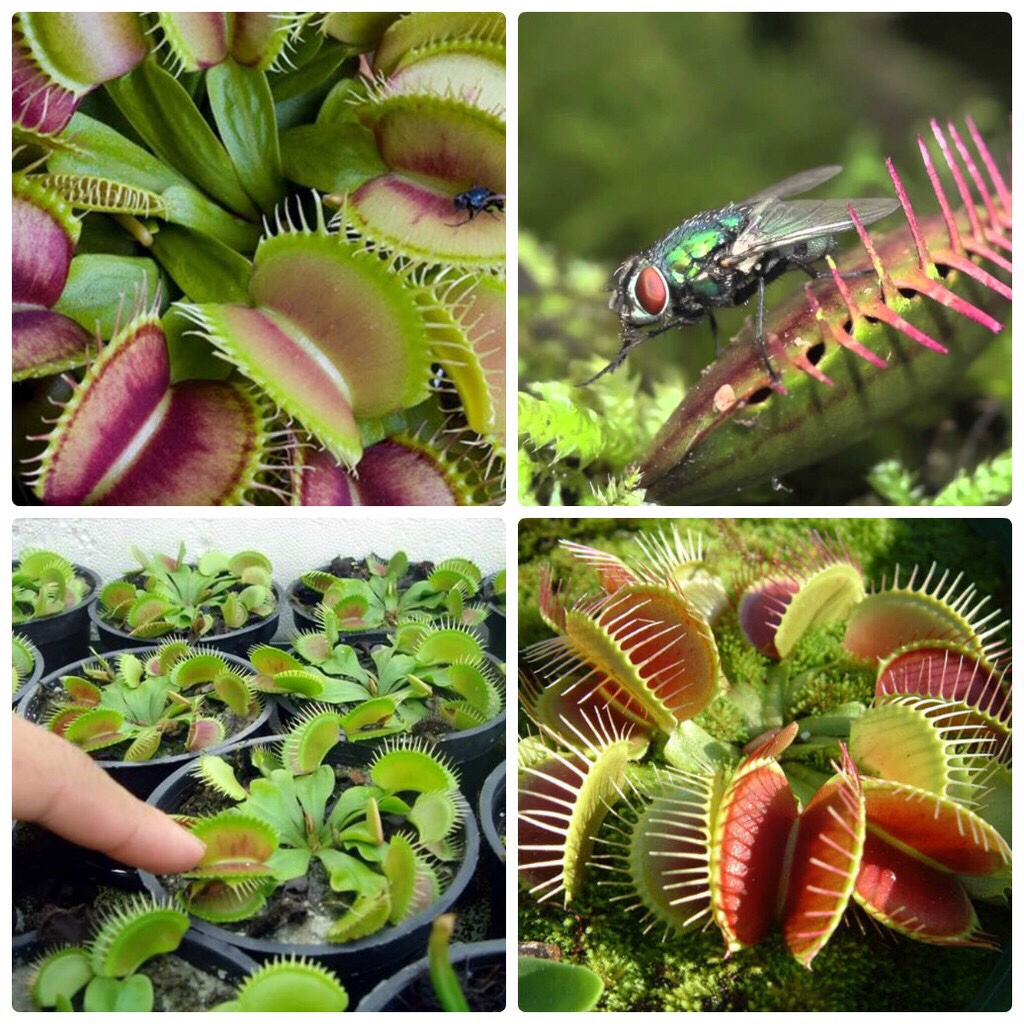 Cây bẫy mồi bẫy kẹp , bắt ruồi Venus Flytrap dòng G16