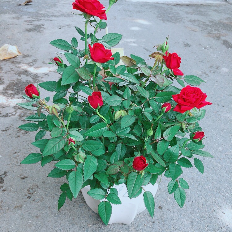 Chậu hoa hồng có sẵn hoa