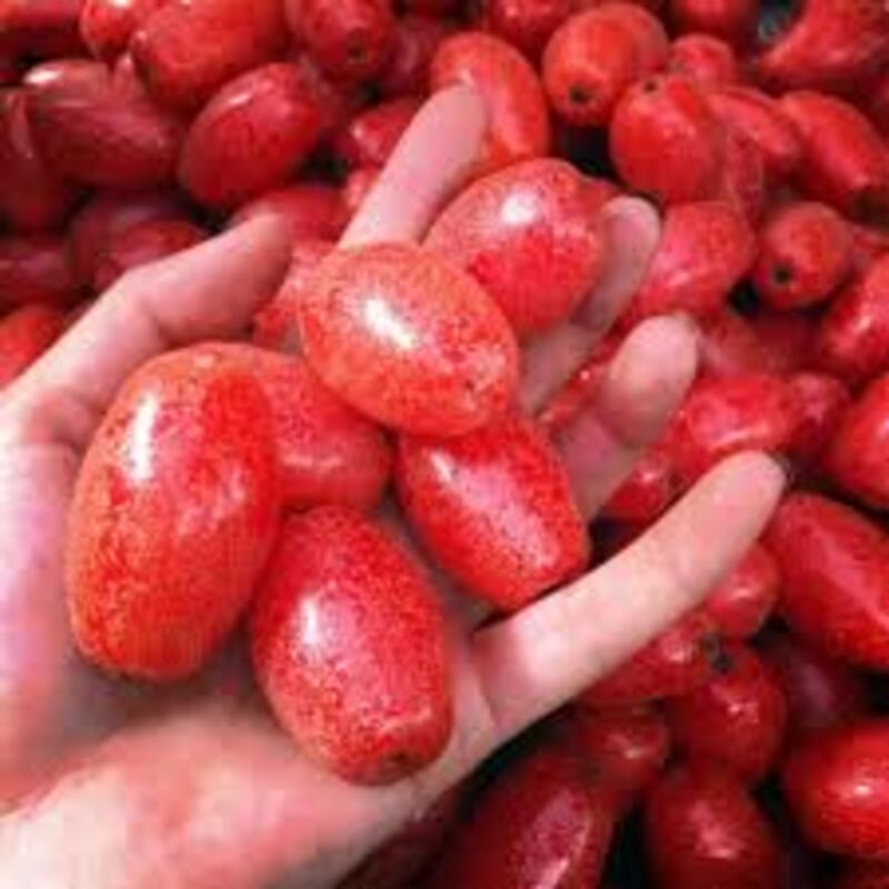 Cây giống nhót ngọt. Cây giống mới chuẩn ra quả sớm cho năng suất cao