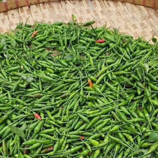 Hạt giống ớt thóc (ớt xiêm rừng) - gói 30 hạt
