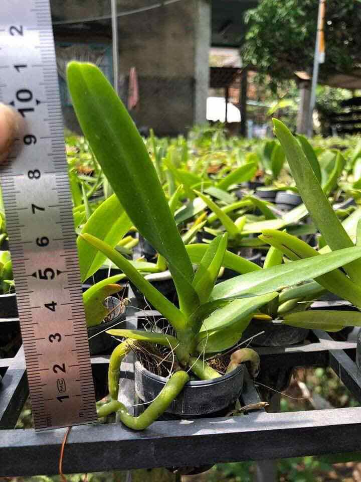 Combo 2 cốc hoa phong lan hoàng nhạn tháng 8