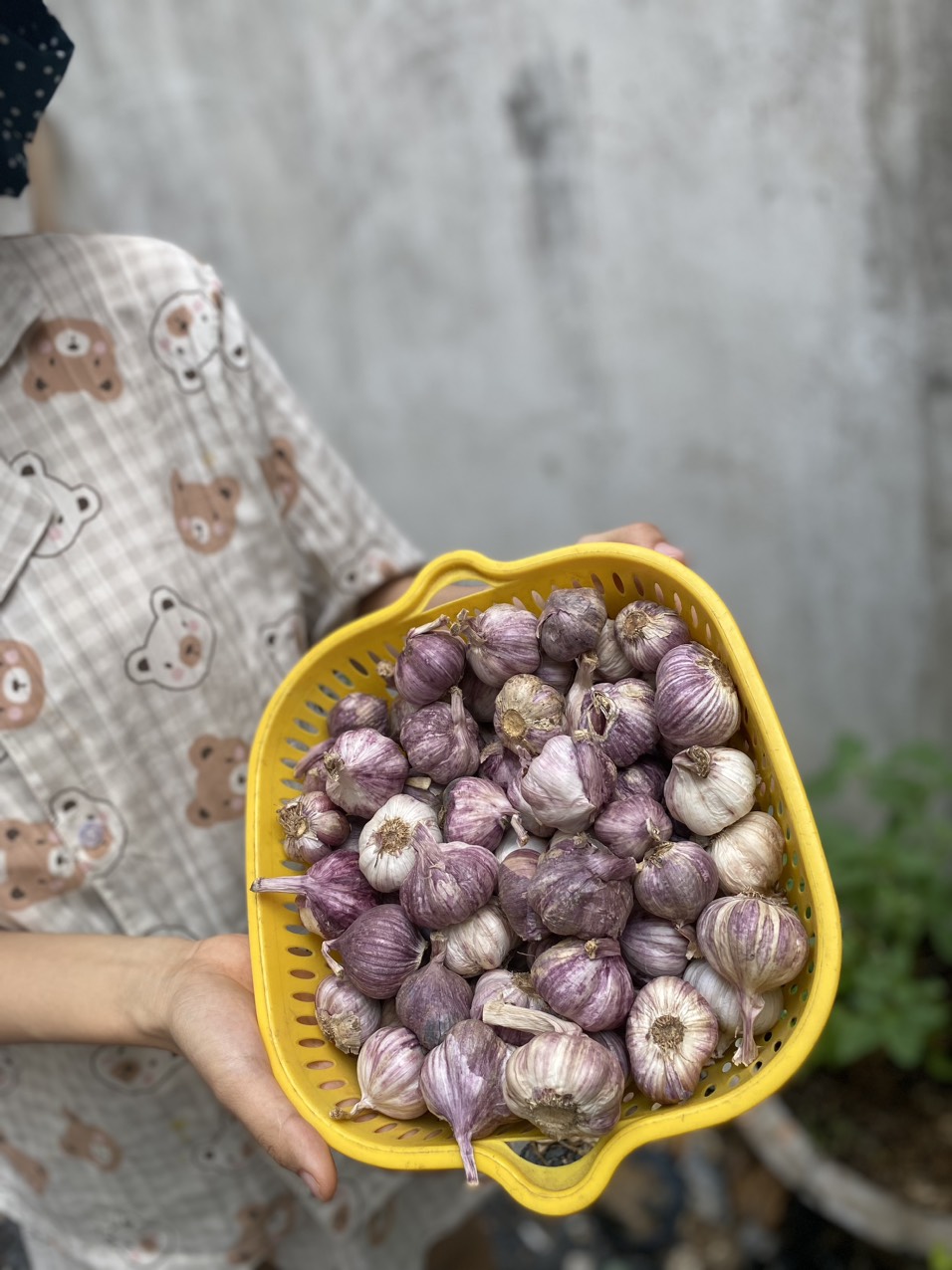 tỏi tím đà lạt củ to thơm ngon