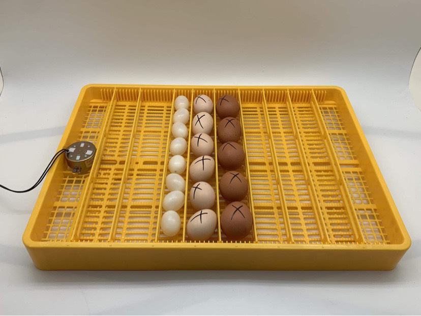 khay đảo trứng tự động