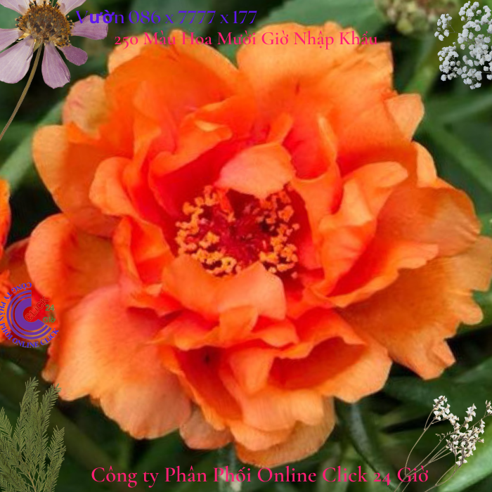 Hoa Mười Giờ Cam Cà Rốt hoa mười giờ 0776849238