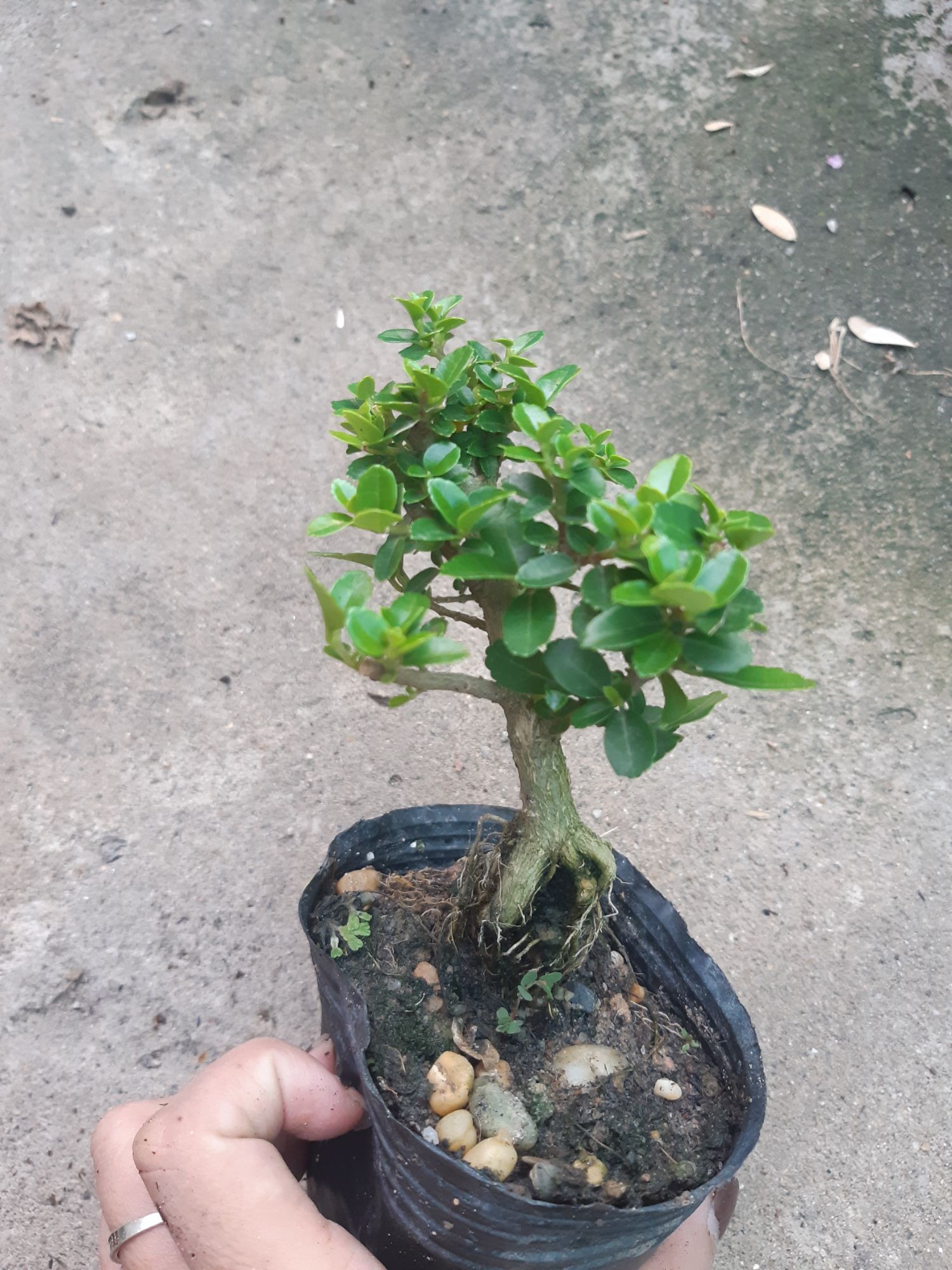 sam hương siêu mini