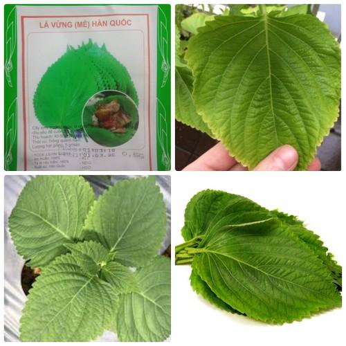 Hạt giống lá vừng- lá mè Hàn Quốc - gói 0.5 gram (200 hạt)