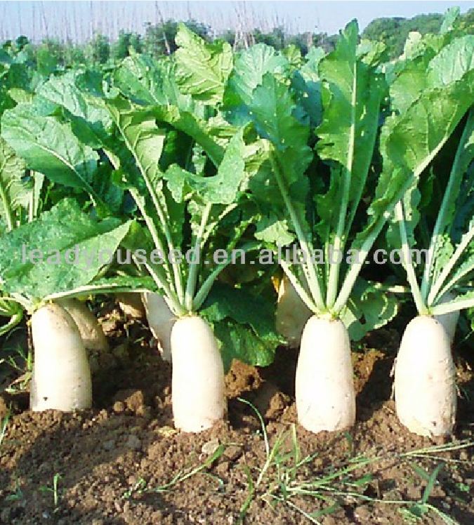 White Radish Seeds (Sugar Beet) - 20Gram Pack