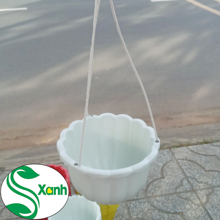 5 Chậu Treo Bí Lớn