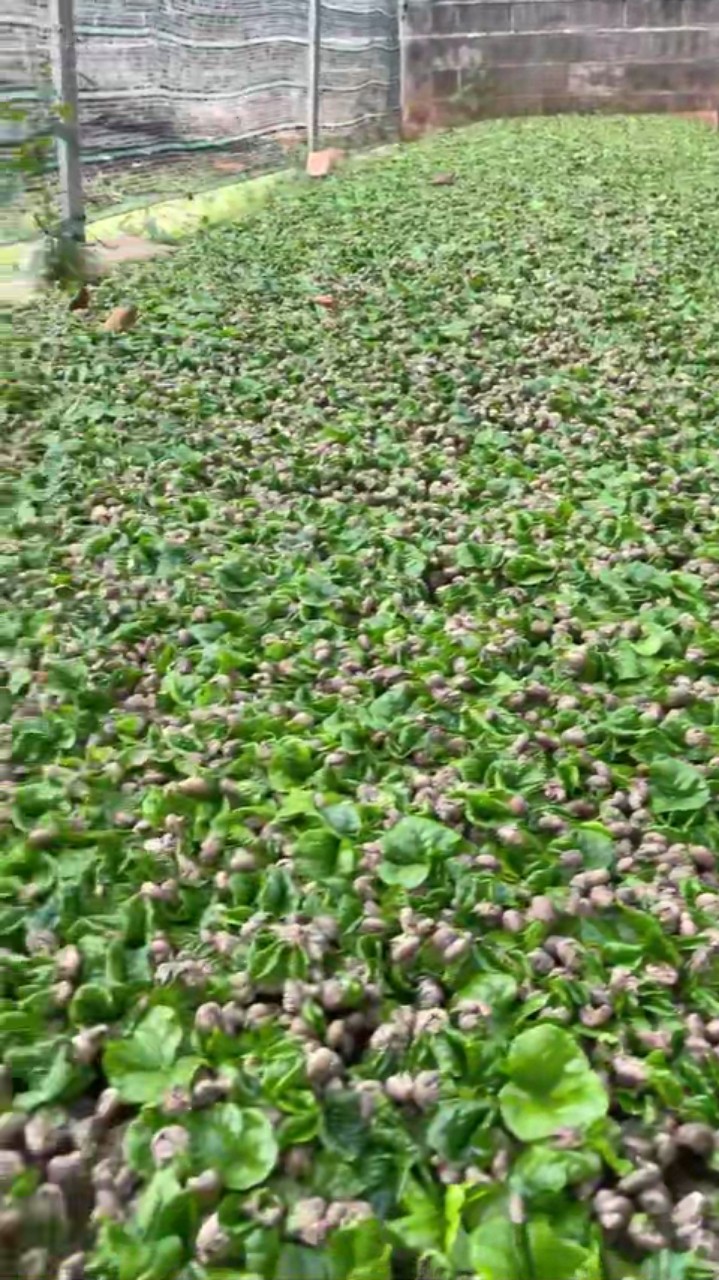 500gram Hạt giống cà phê mít vỏ lụa