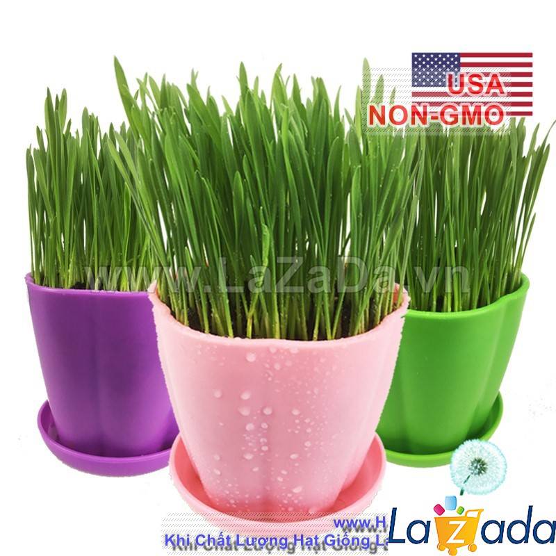 1KG Hạt Giống Cỏ Lúa Mì Đỏ Cỏ Mèo Wheatgrass (A2.205*V34*M054)