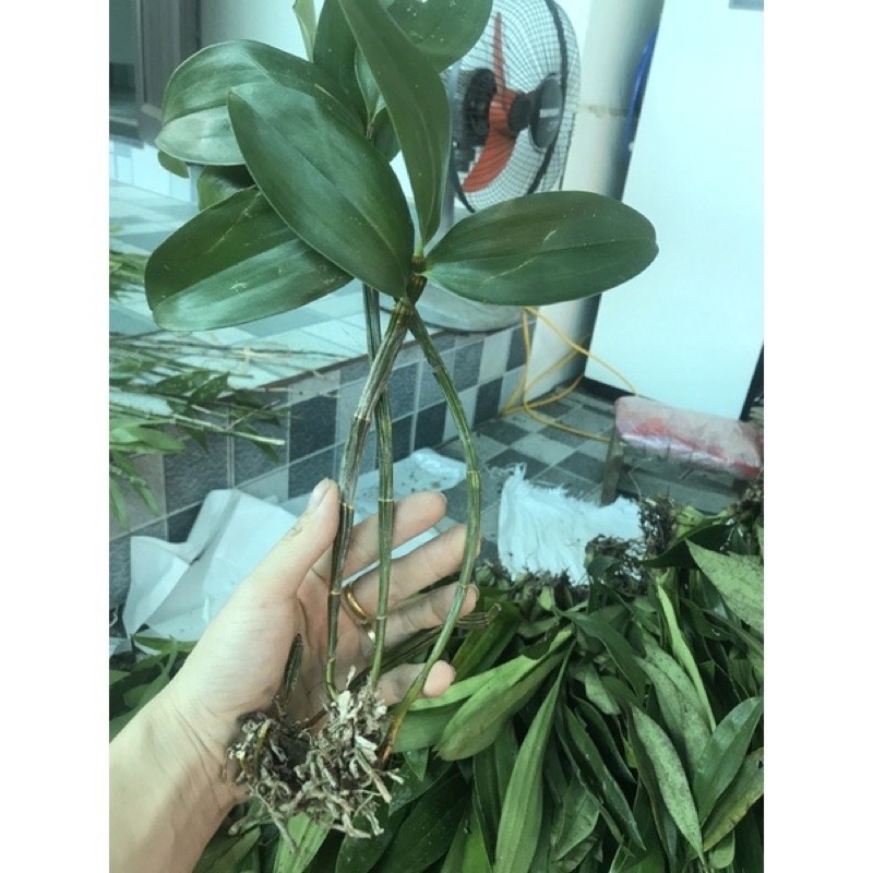 Hoa lan kiều hồng chơi tết