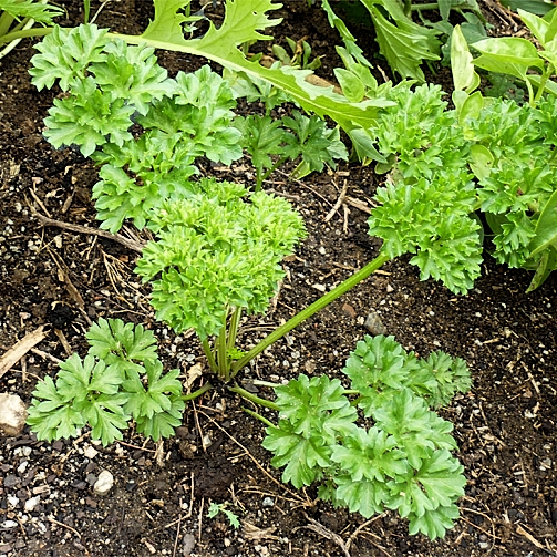 Parsley Seeds (Rado 940) 2gr package