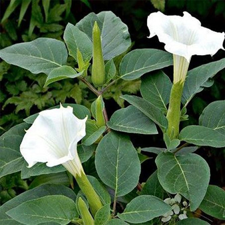 Cà độc dược khô 1kg