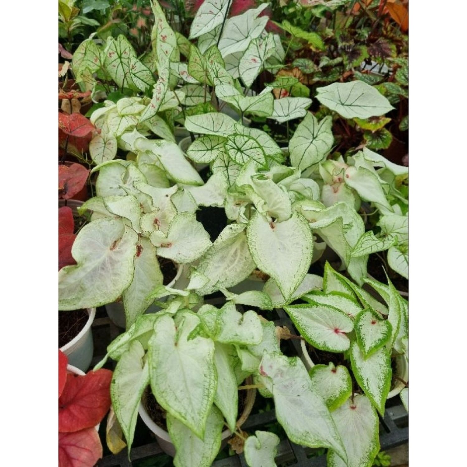 Cây môn thiên nga trắng - Caladium