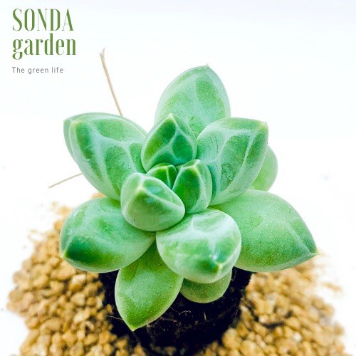 SEN ĐÁ KIM CƯƠNG TRẮNG SIZE MINI LỖI 1 ĐỔI 1