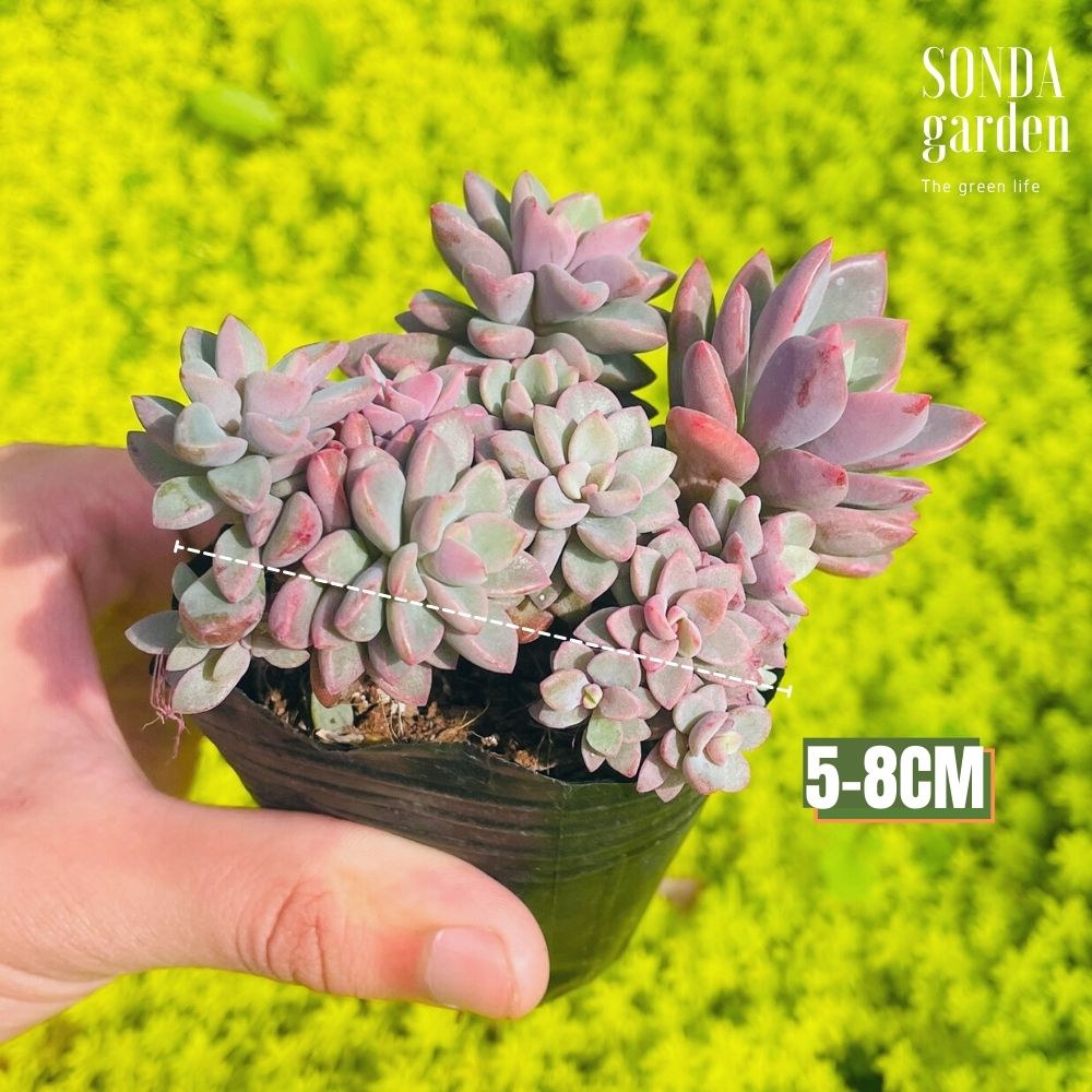 SEN ĐÁ AURORA GEM SIZE BÉ SIÊU KHỎE ĐẸP LỖI 1 ĐỔI 1