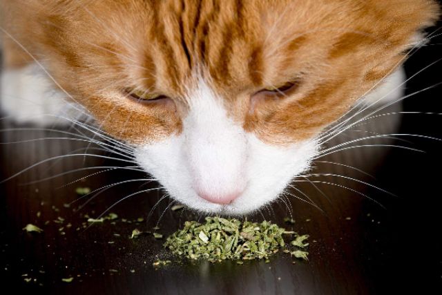 [HCM]Catnip cỏ bạc hà dành cho mèo dạng ống