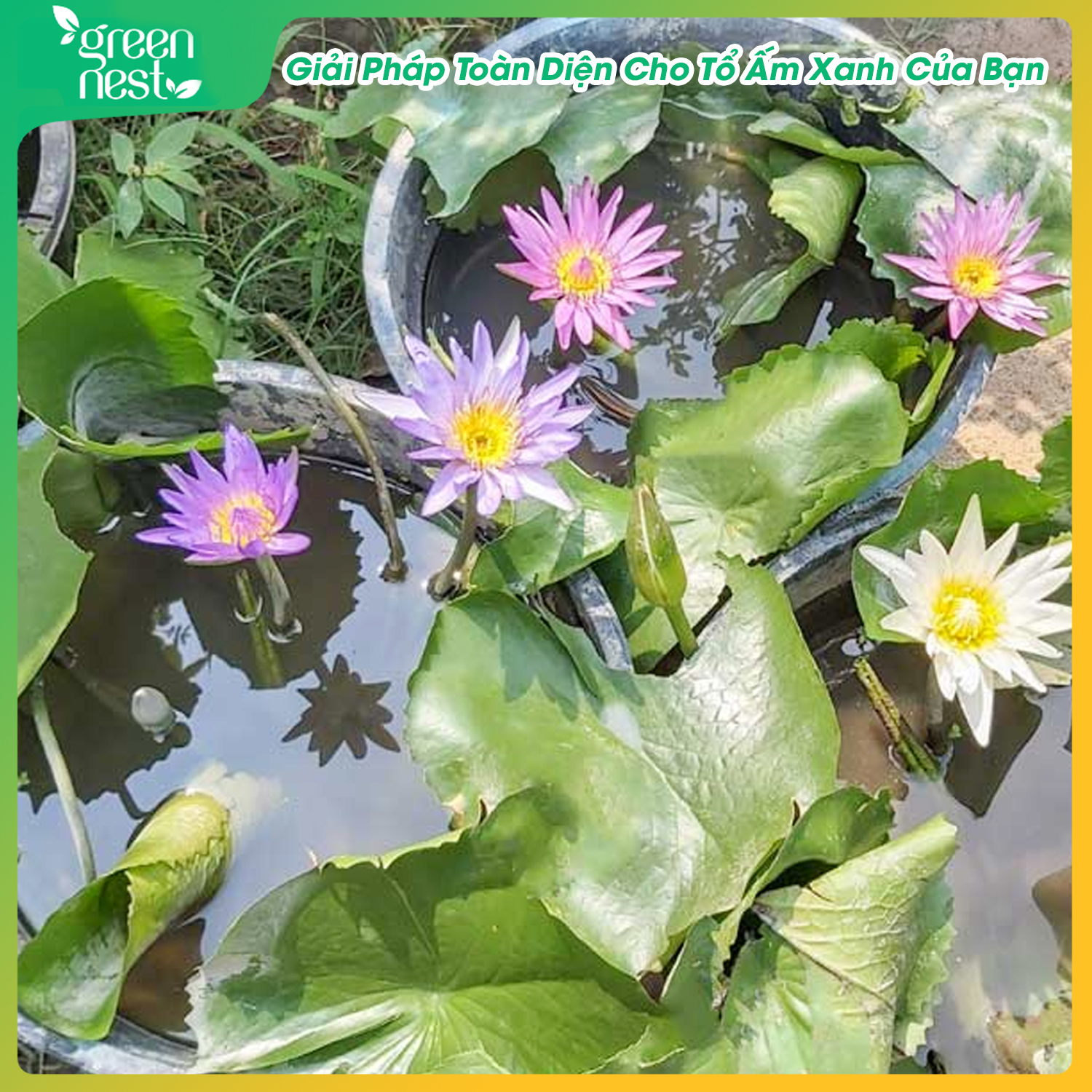 Dung Dịch Phân Bón Thủy Canh Hydroponic 100ml