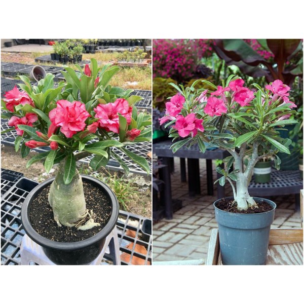 Chậu Cây Hoa Sứ Thái