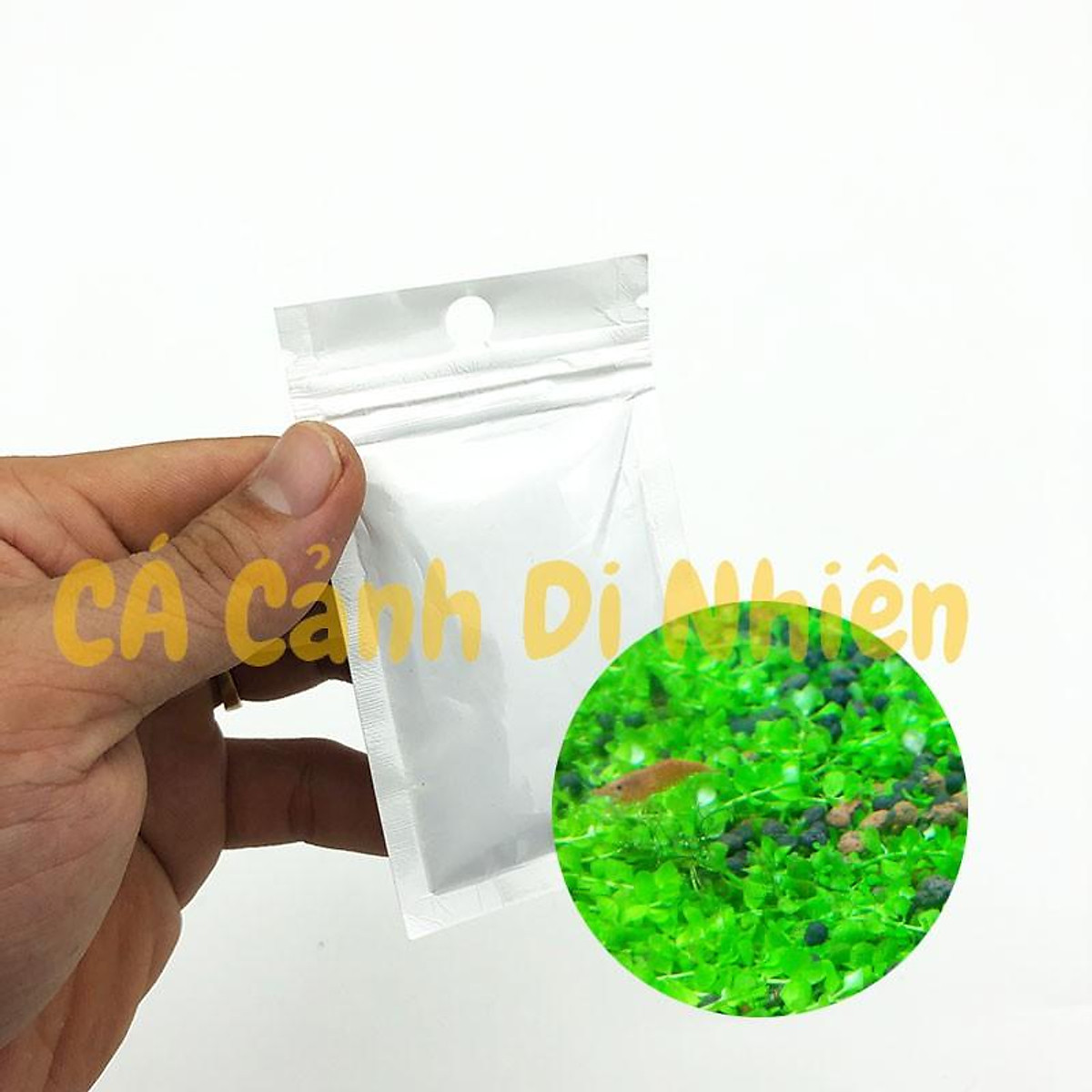 Hạt giống thủy sinh cỏ Trân Châu Nhật